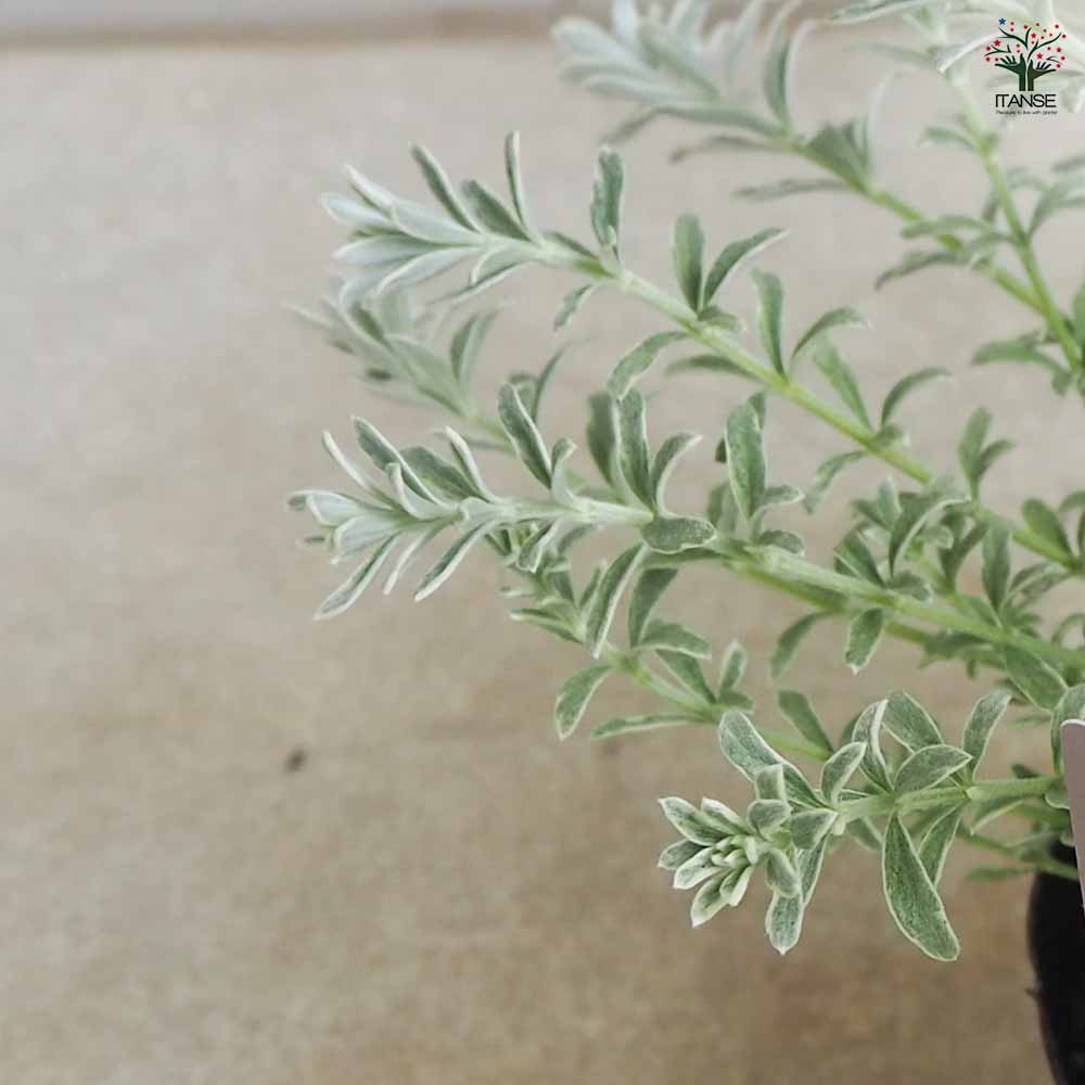 ウエストリンギア・スモーキーホワイト 【庭木 3.5号ポット／1個売り】