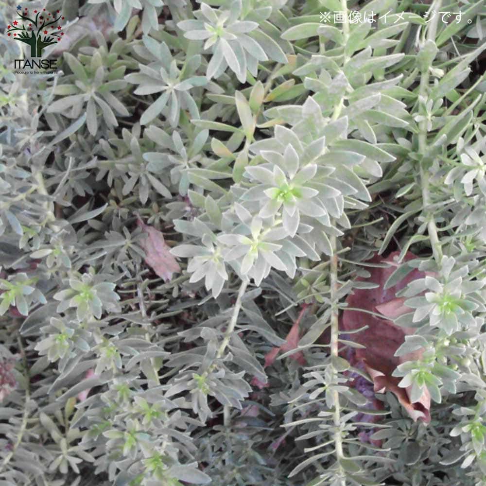 ウエストリンギア・スモーキーホワイト 【庭木 3.5号ポット／1個売り】