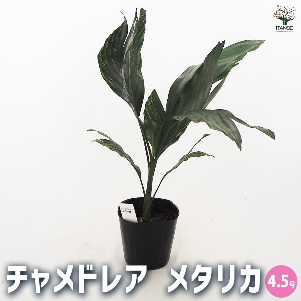 養生中　ベゴニア レア　メタリカ 養生中 ベゴニア レア メタリカ 養生中 ベゴニア レア メタリカ 養生中