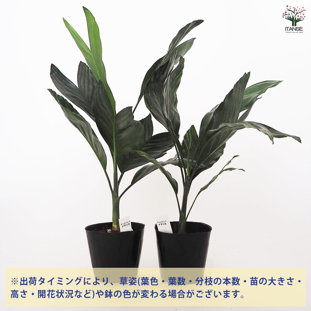 チャメドレア メタリカ 【観葉植物 4.5号／1個売り】｜ 【植物の