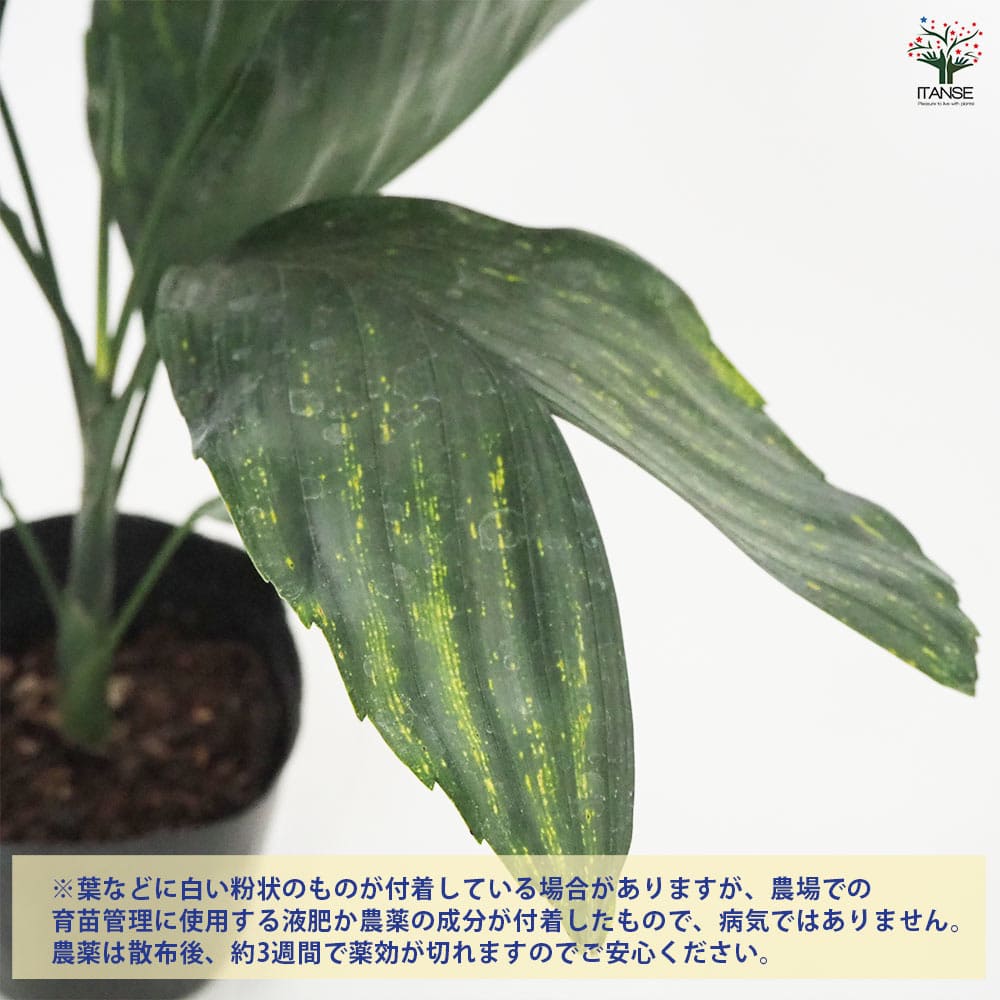 チャメドレア メタリカ 【観葉植物 4.5号／1個売り】｜ 【植物の