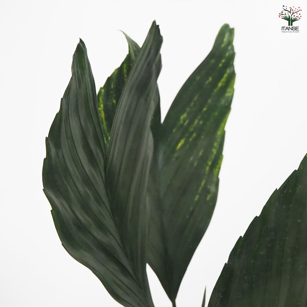 チャメドレア メタリカ 【観葉植物 4.5号／1個売り】｜ 【植物の