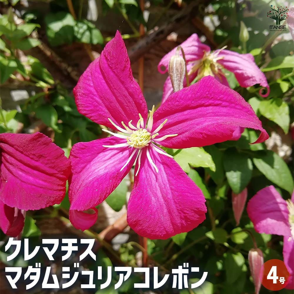 クレマチス マダムジュリアコレボン 【花苗 4号／1個売り】｜ 【植物の