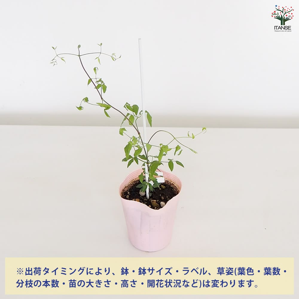 クレマチス　品種不明　第抜き苗　４種発送 クレマチス 品種不明 抜き苗 第4種発送 クレマチスなのに品種、名前が