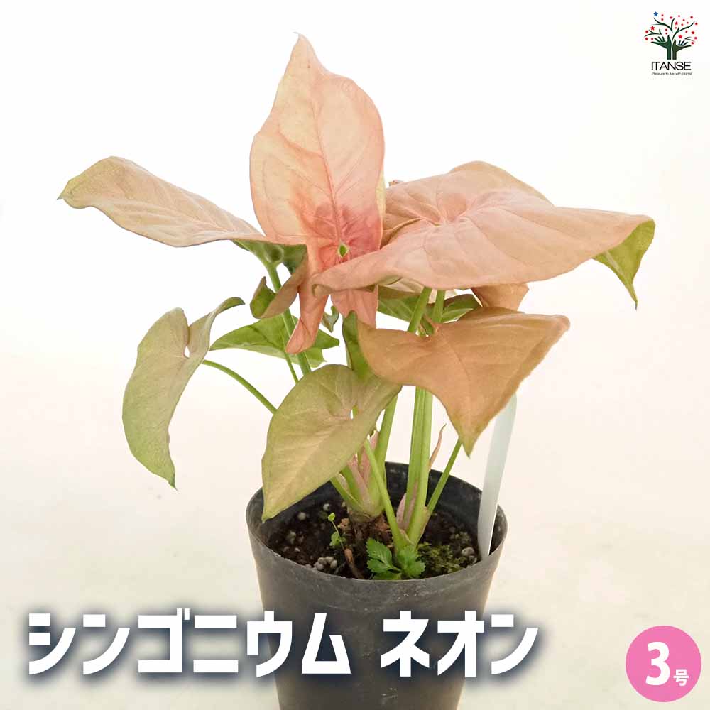 シンゴニューム(シンゴニウム) ネオン 【観葉植物 3号】
