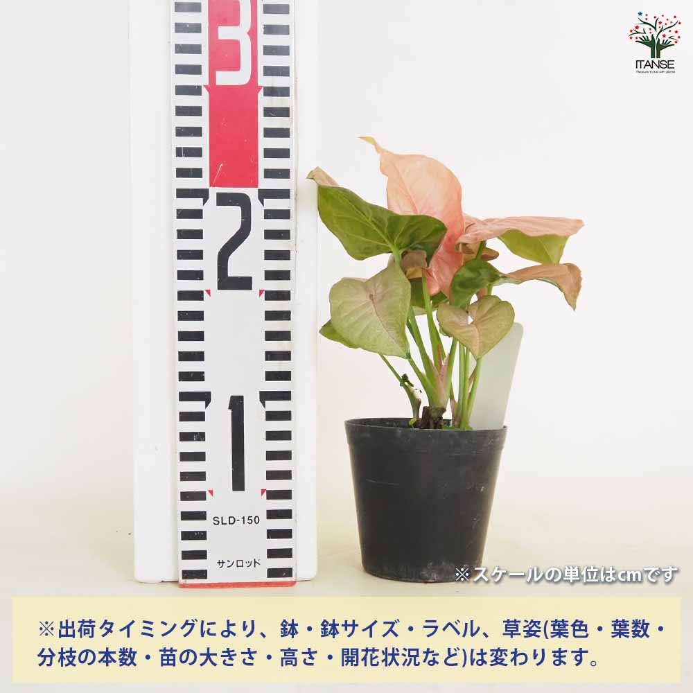 シンゴニューム(シンゴニウム) ネオン 【観葉植物 3号】