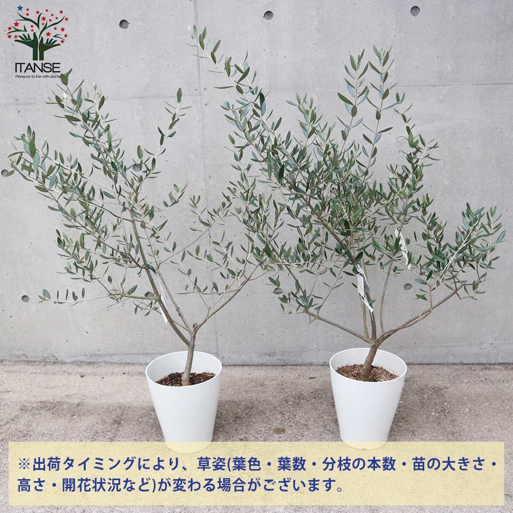 なべさと様おまとめ☆オリーブの苗☆ルッカ　ミッション なべさと様おまとめ☆オリーブの苗☆ルッカ ミッション なべさと様お