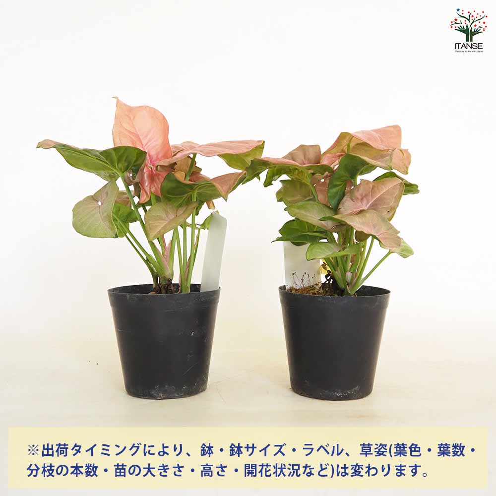 シンゴニューム(シンゴニウム) ネオン 【観葉植物 3号