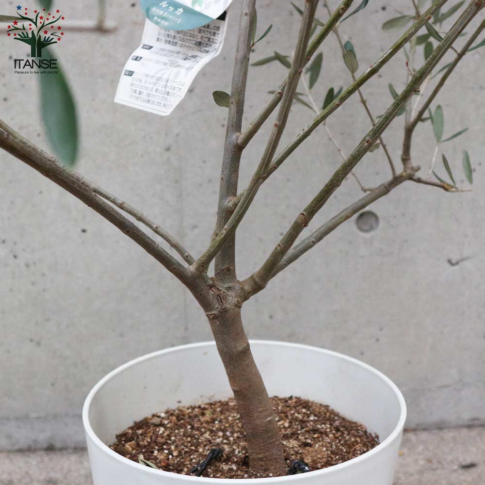 オリーブの苗木 ルッカ【果樹の苗木 7号白テーパード鉢／1個売り
