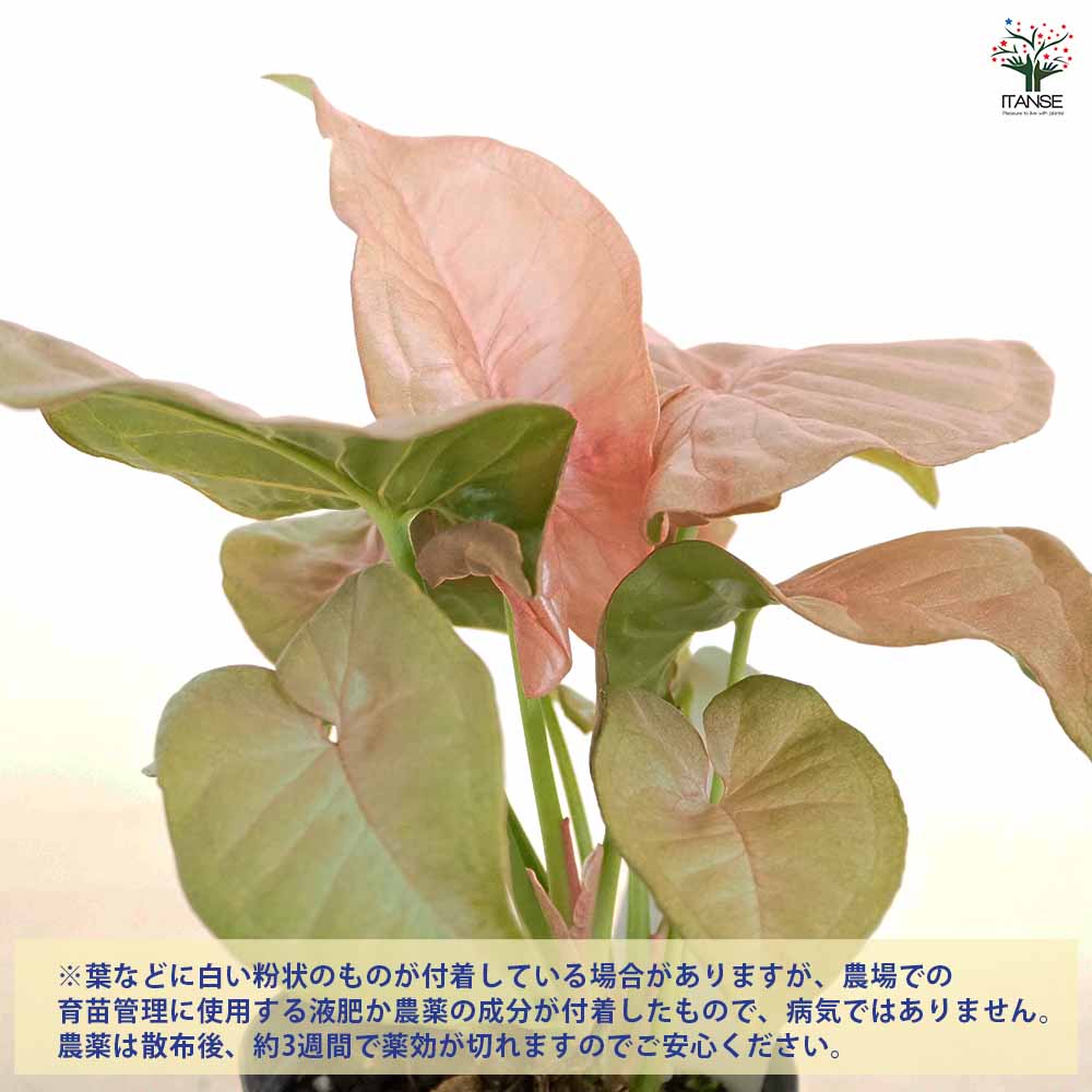 白斑入り　シンゴニウム　水耕　抜き苗　観葉植物　シンゴニューム 白斑入り シンゴニウム 水耕 抜き苗 観葉植物 シンゴニューム