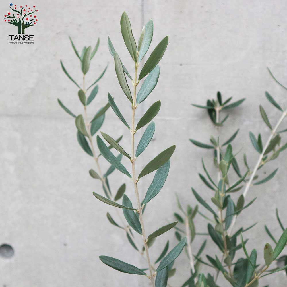 オリーブの苗木 ルッカ【果樹の苗木 7号白テーパード鉢／1個売り