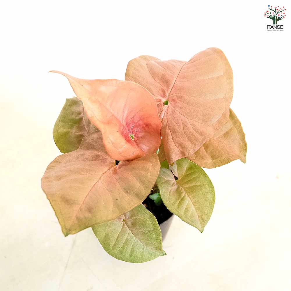 シンゴニューム(シンゴニウム) ネオン 【観葉植物 3号】