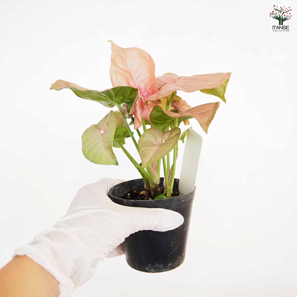 白斑入り　シンゴニウム　抜き苗　観葉植物　シンゴニューム　限定品！ 楽天市場】斑入り シンゴニウム シュリンクハート 3〜3.5号