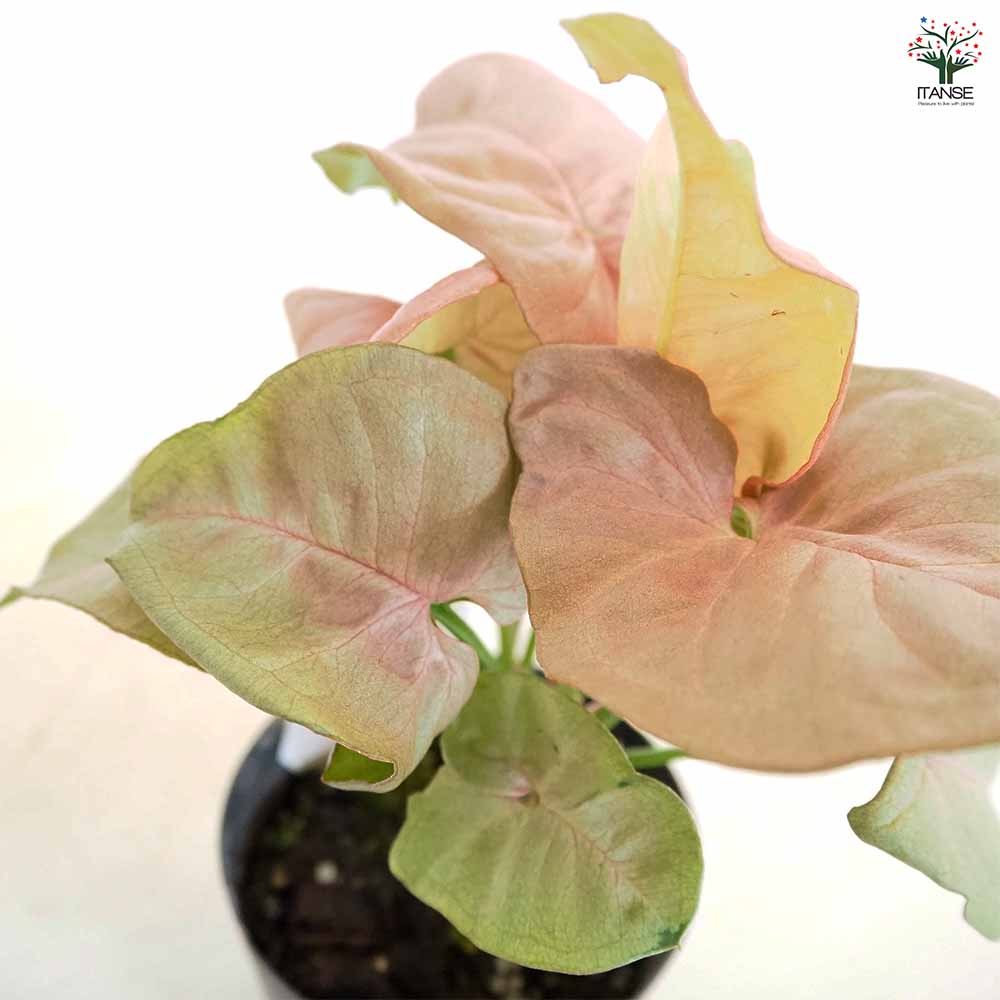 シンゴニューム(シンゴニウム) ネオン 【観葉植物 3号】