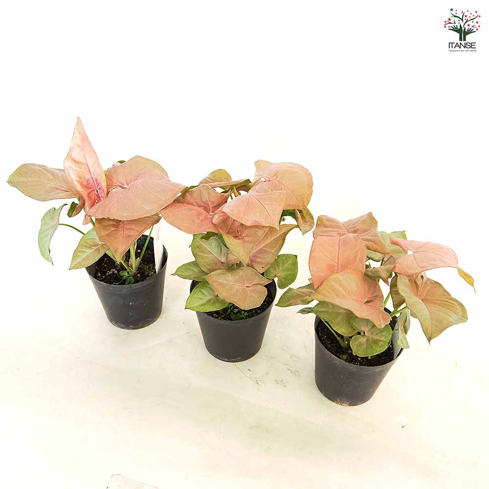 シンゴニューム(シンゴニウム) ネオン 【観葉植物 3号