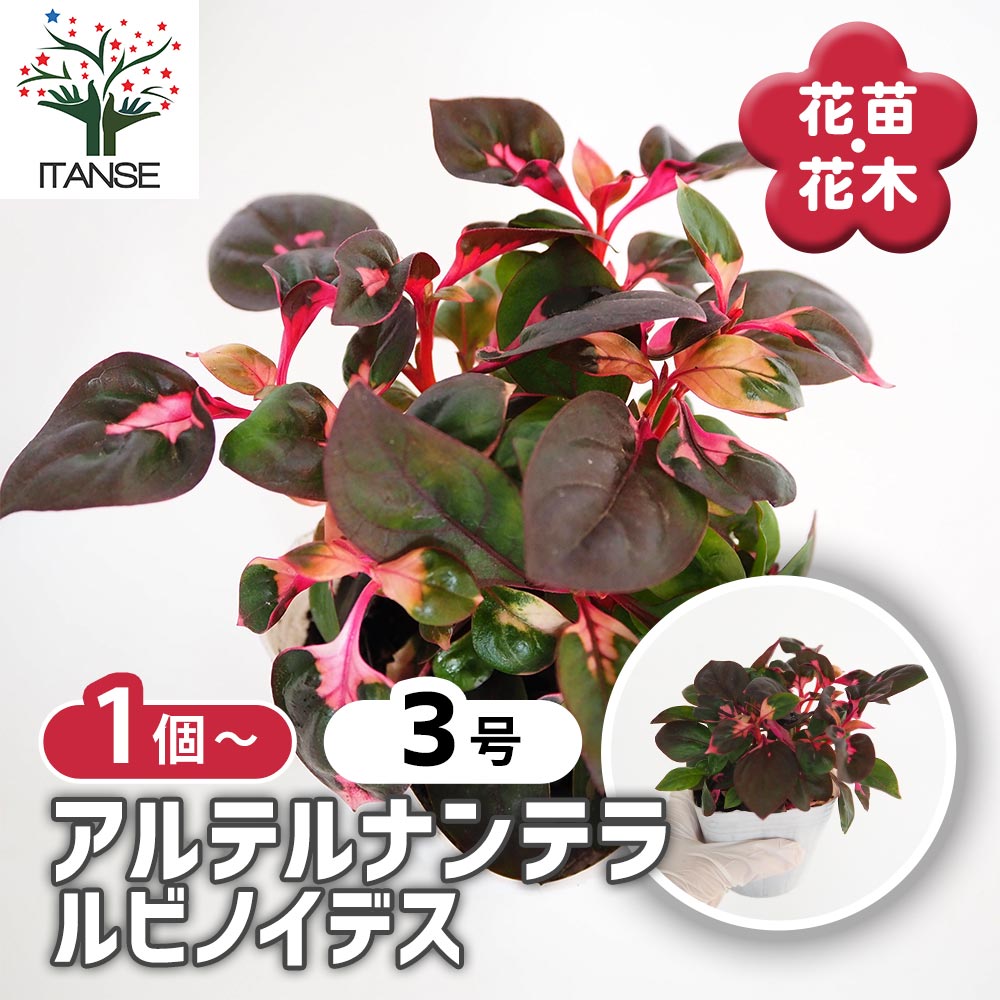 アルテルナンテラ ルビノイデス 【花苗 3号】