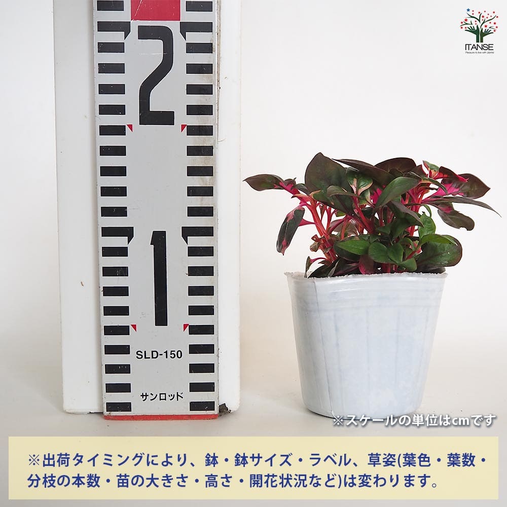 アルテルナンテラ ルビノイデス 【花苗 3号】