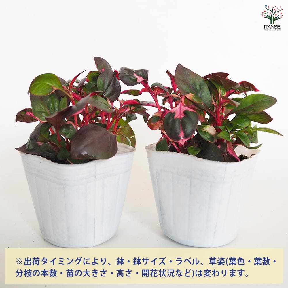 アルテルナンテラ ルビノイデス 【花苗 3号】