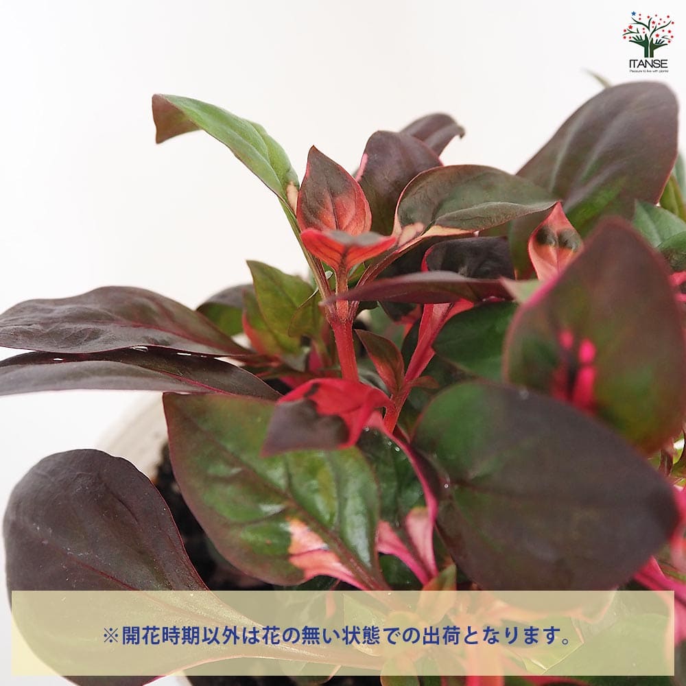 アルテルナンテラ ルビノイデス 【花苗 3号】