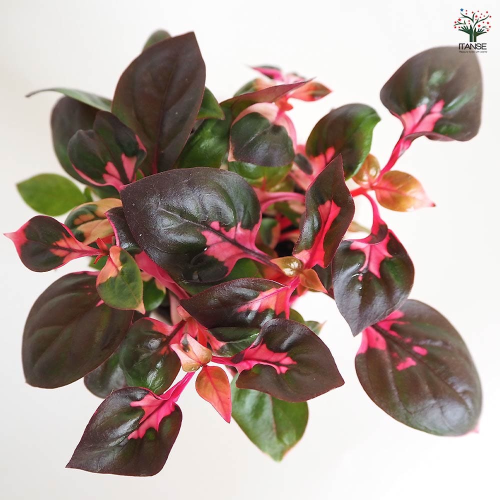 アルテルナンテラ ルビノイデス 【花苗 3号】