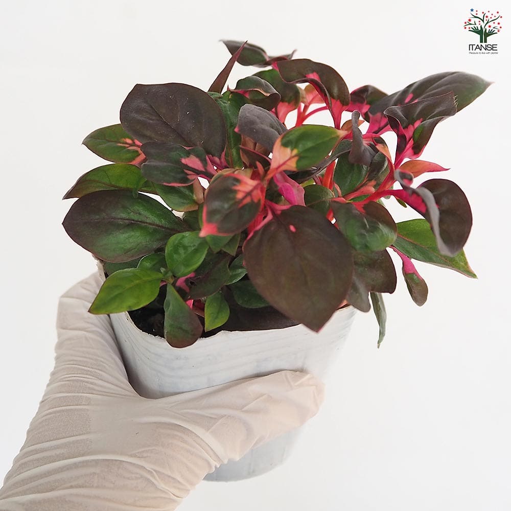 アルテルナンテラ ルビノイデス 【花苗 3号】