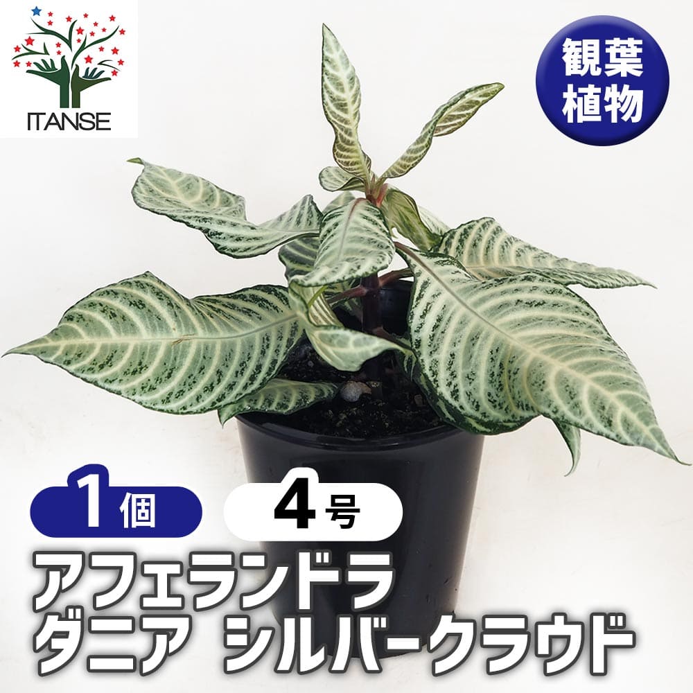 アフェランドラ ダニア シルバークラウド 【観葉植物 4号／1個売り