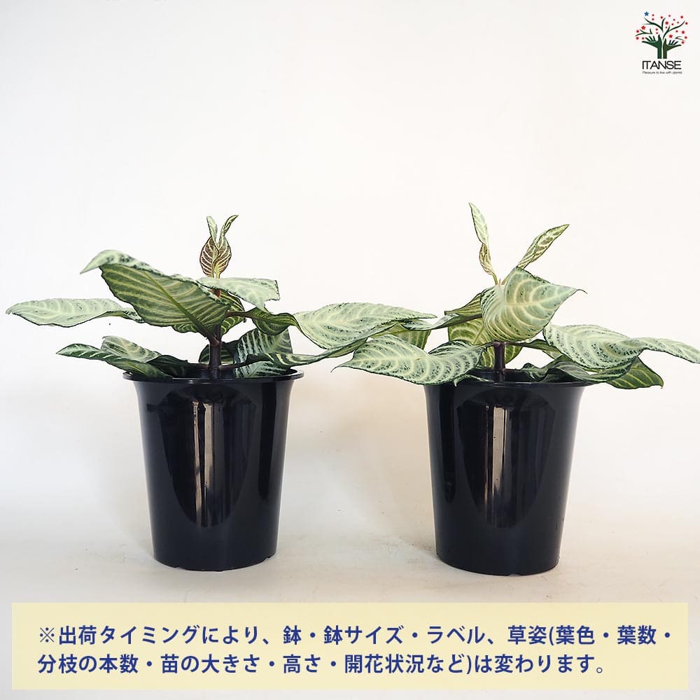アフェランドラ ダニア シルバークラウド 【観葉植物 4号／1個売り