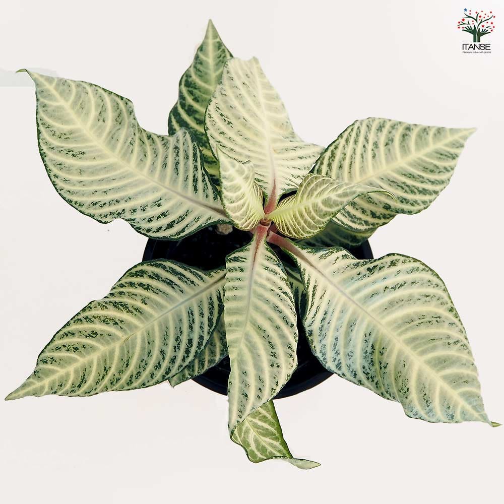 アフェランドラ ダニア シルバークラウド 【観葉植物 4号／1個売り