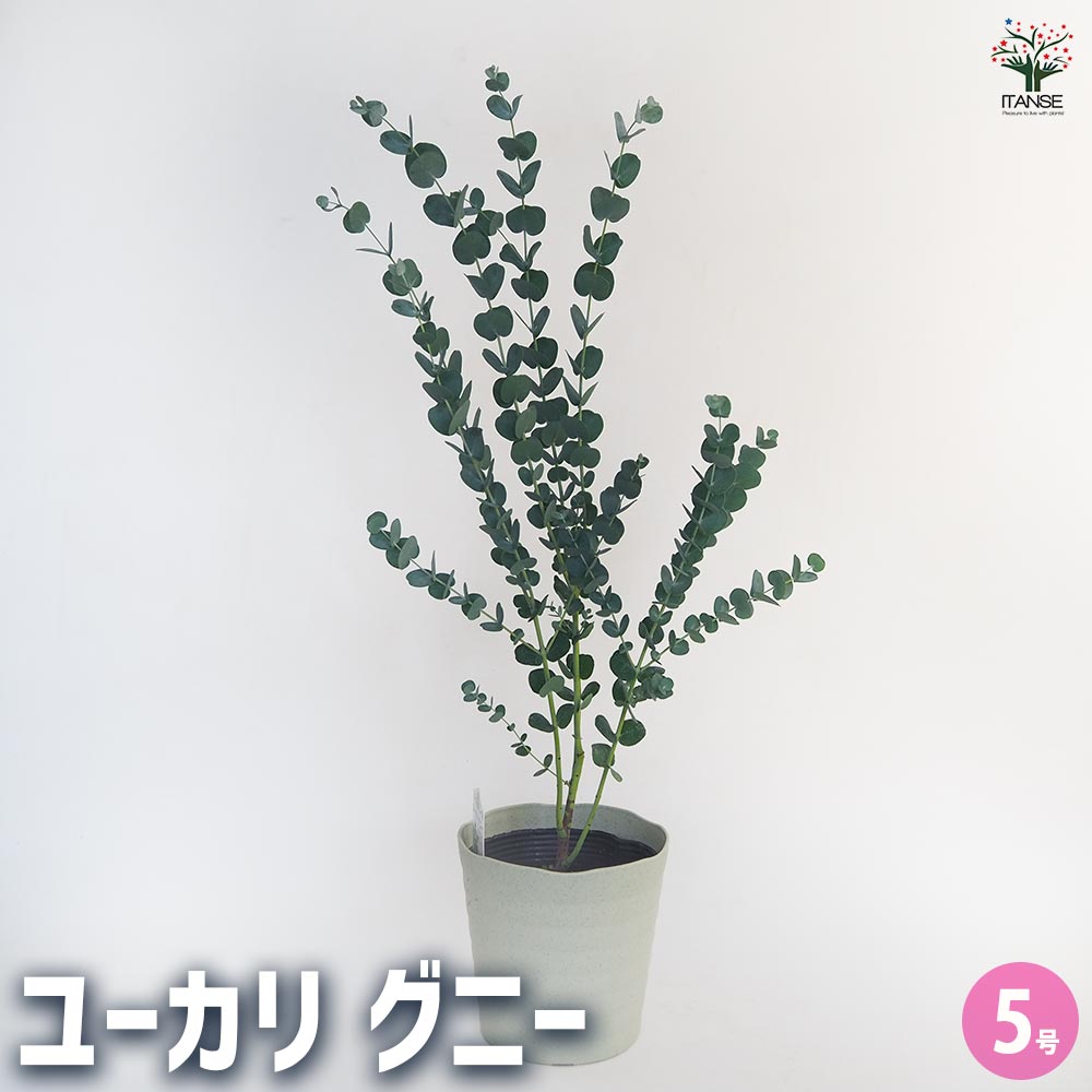 ユーカリ グニー 【花木苗 5号／1個売り】｜ 【植物のITANSE