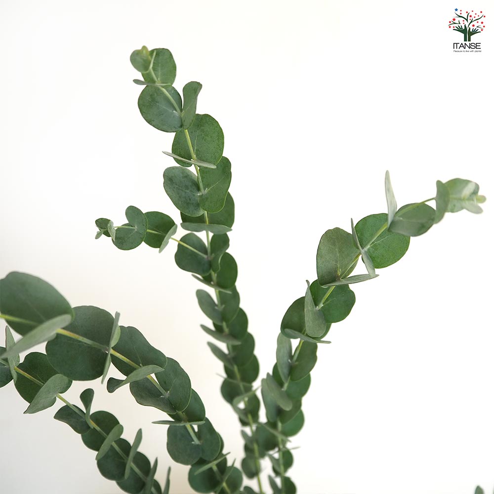ユーカリ グニー 【花木苗 5号／1個売り】｜ 【植物のITANSE