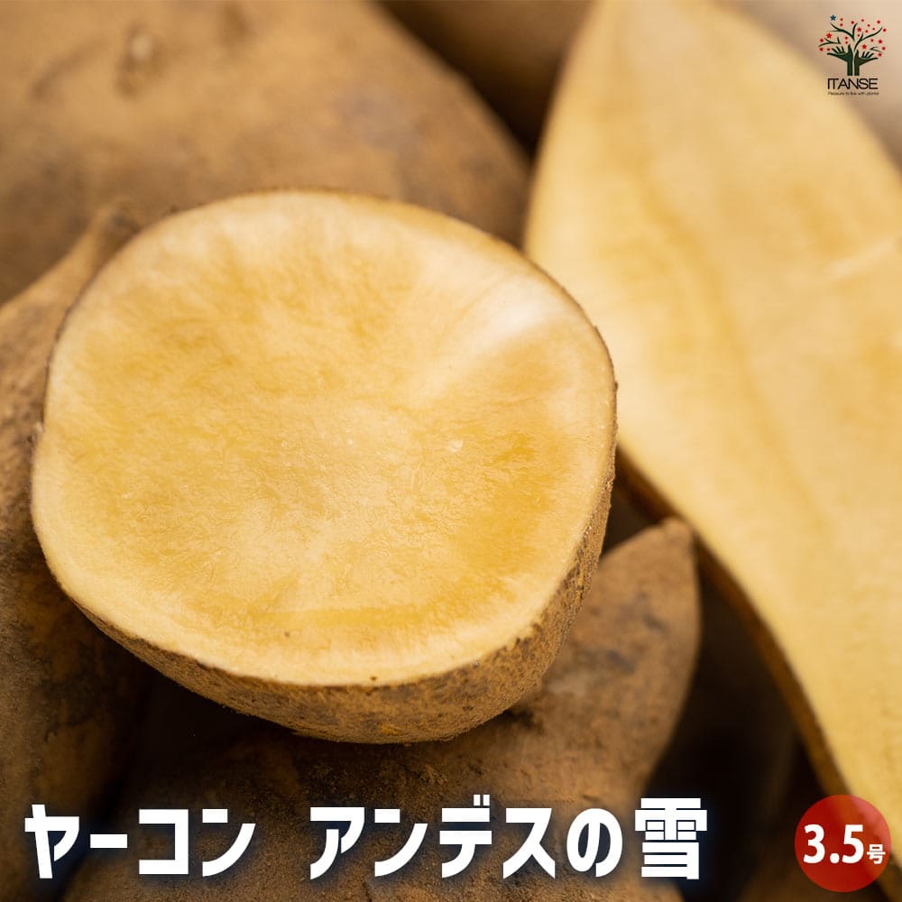 ヤーコンの苗 アンデスの雪2個～ 【野菜の苗 3.5号】