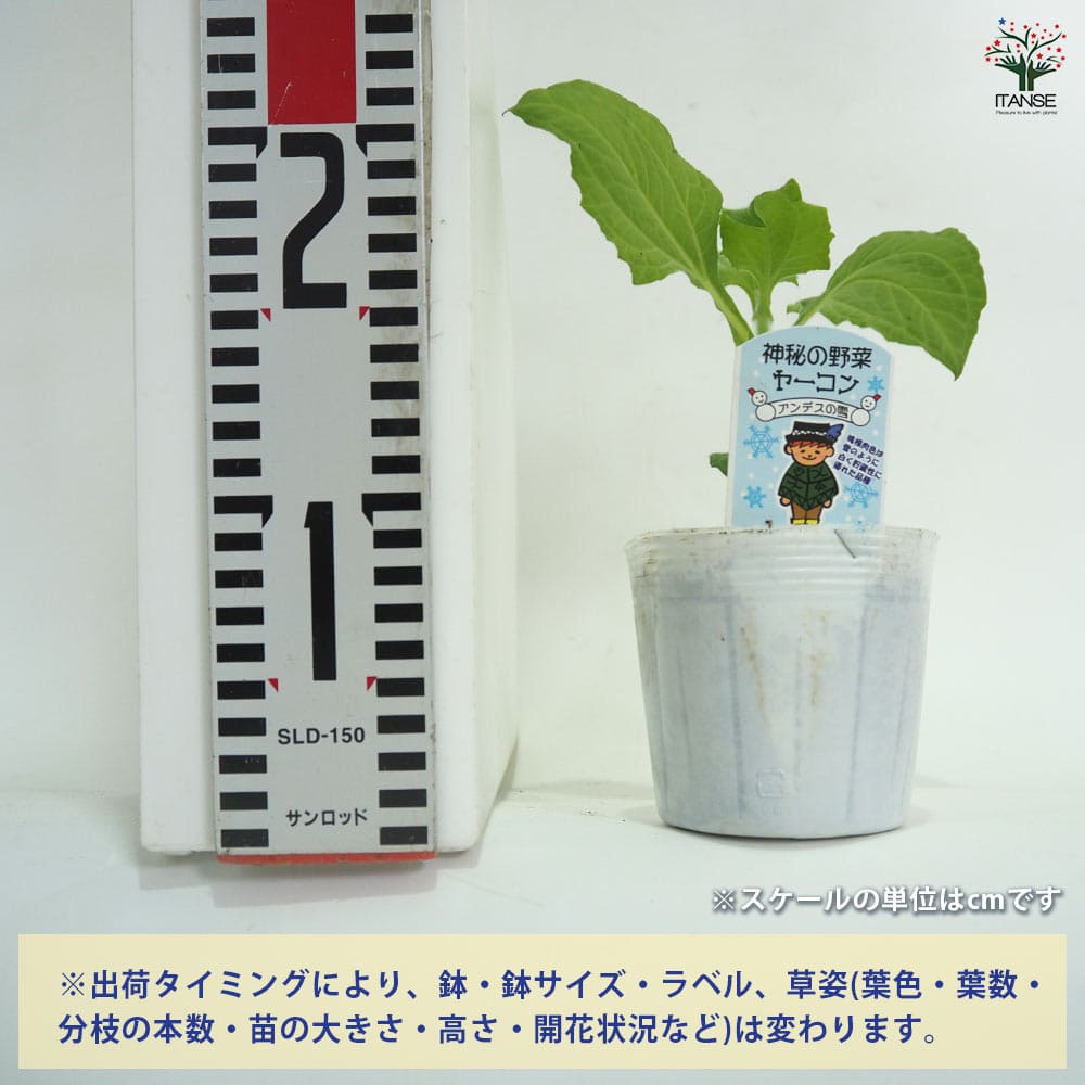 ヤーコンの苗 アンデスの雪2個～ 【野菜の苗 3.5号】