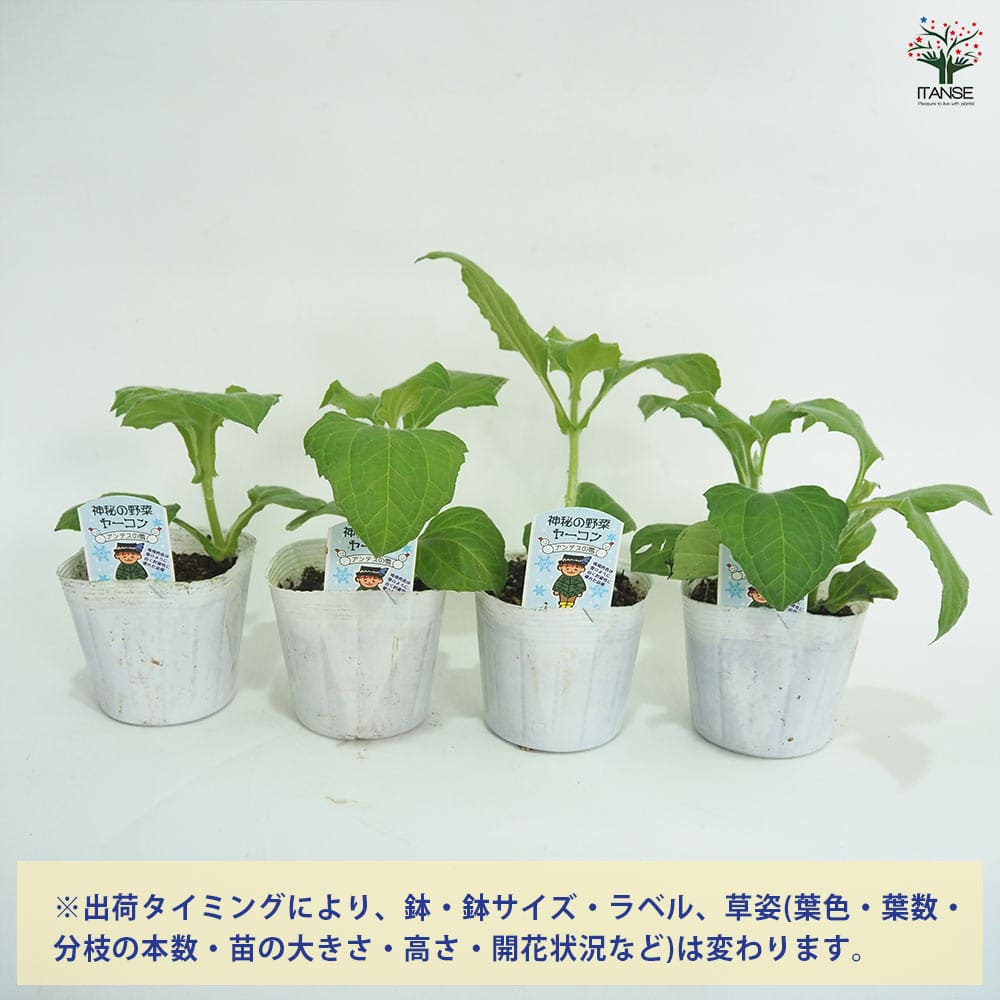 ヤーコンの苗 アンデスの雪2個～ 【野菜の苗 3.5号】