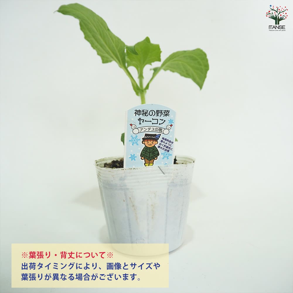 ヤーコンの苗 アンデスの雪2個～ 【野菜の苗 3.5号】