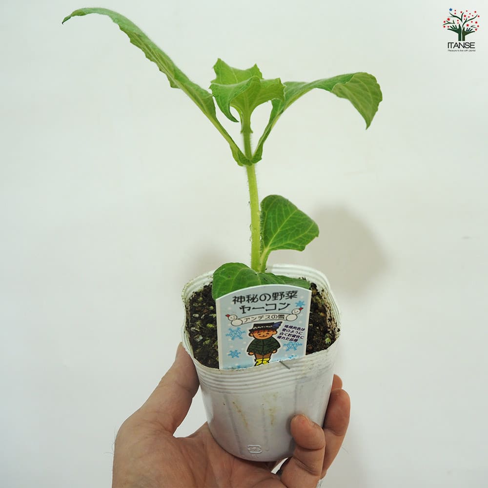 ヤーコンの苗 アンデスの雪2個～ 【野菜の苗 3.5号】