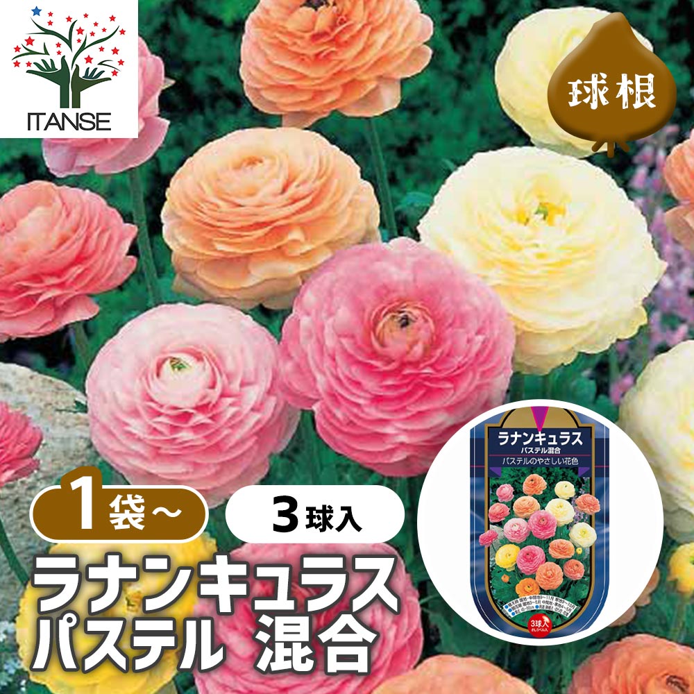 球根 ラナンキュラス パステル 混合