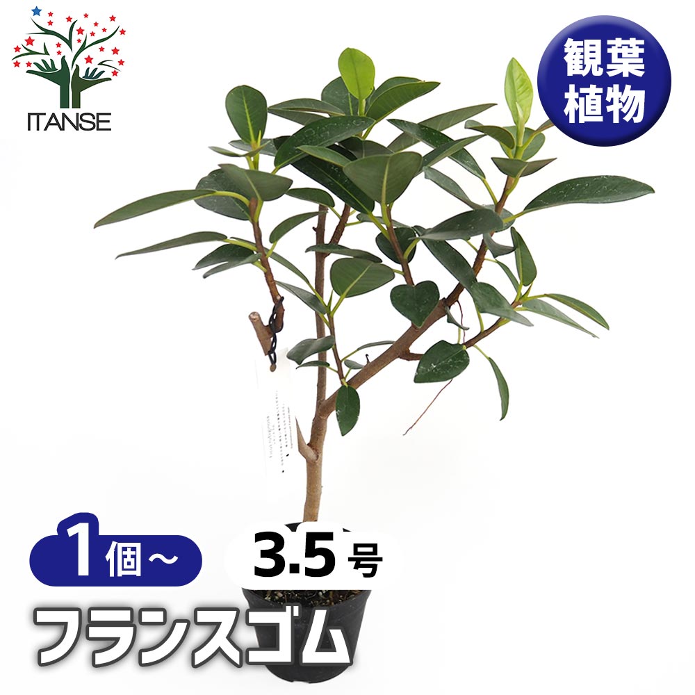 フランスゴム 【観葉植物 3.5号】