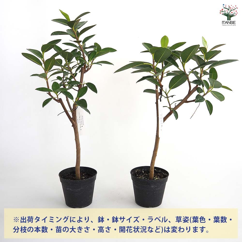 フランスゴム 【観葉植物 3.5号】