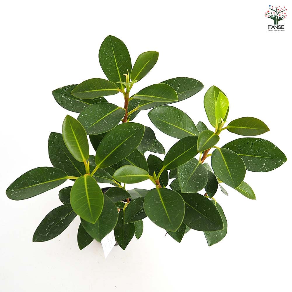 フランスゴム 【観葉植物 3.5号】