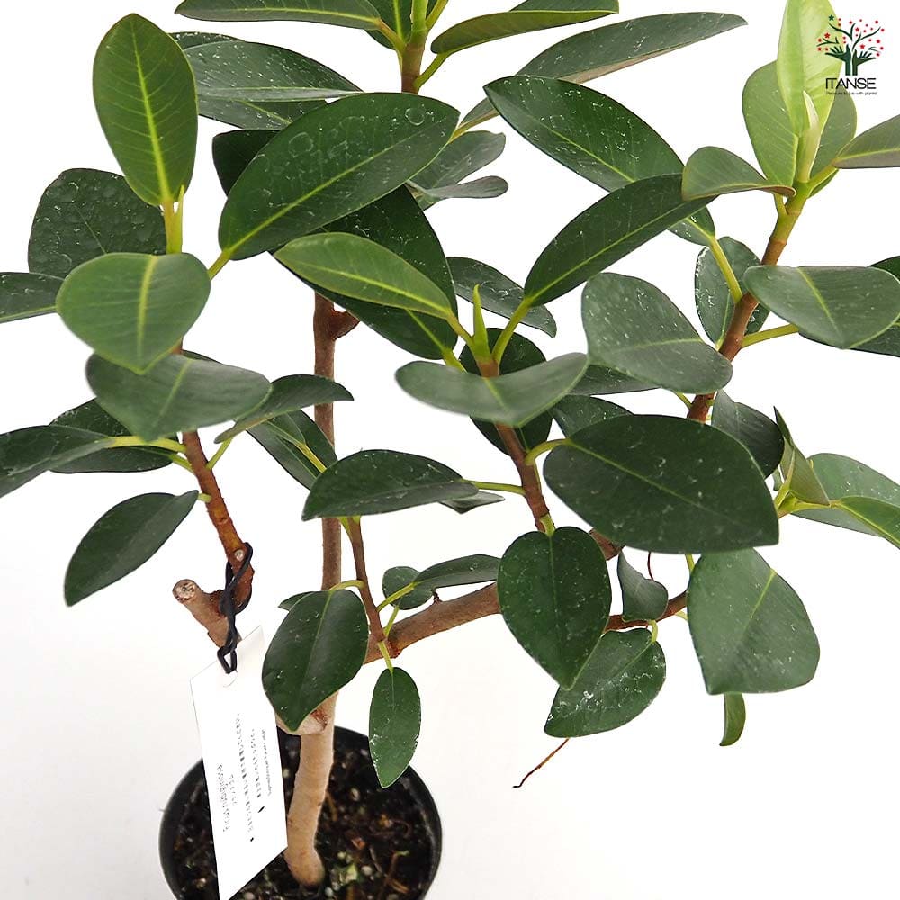 フランスゴム 【観葉植物 3.5号】