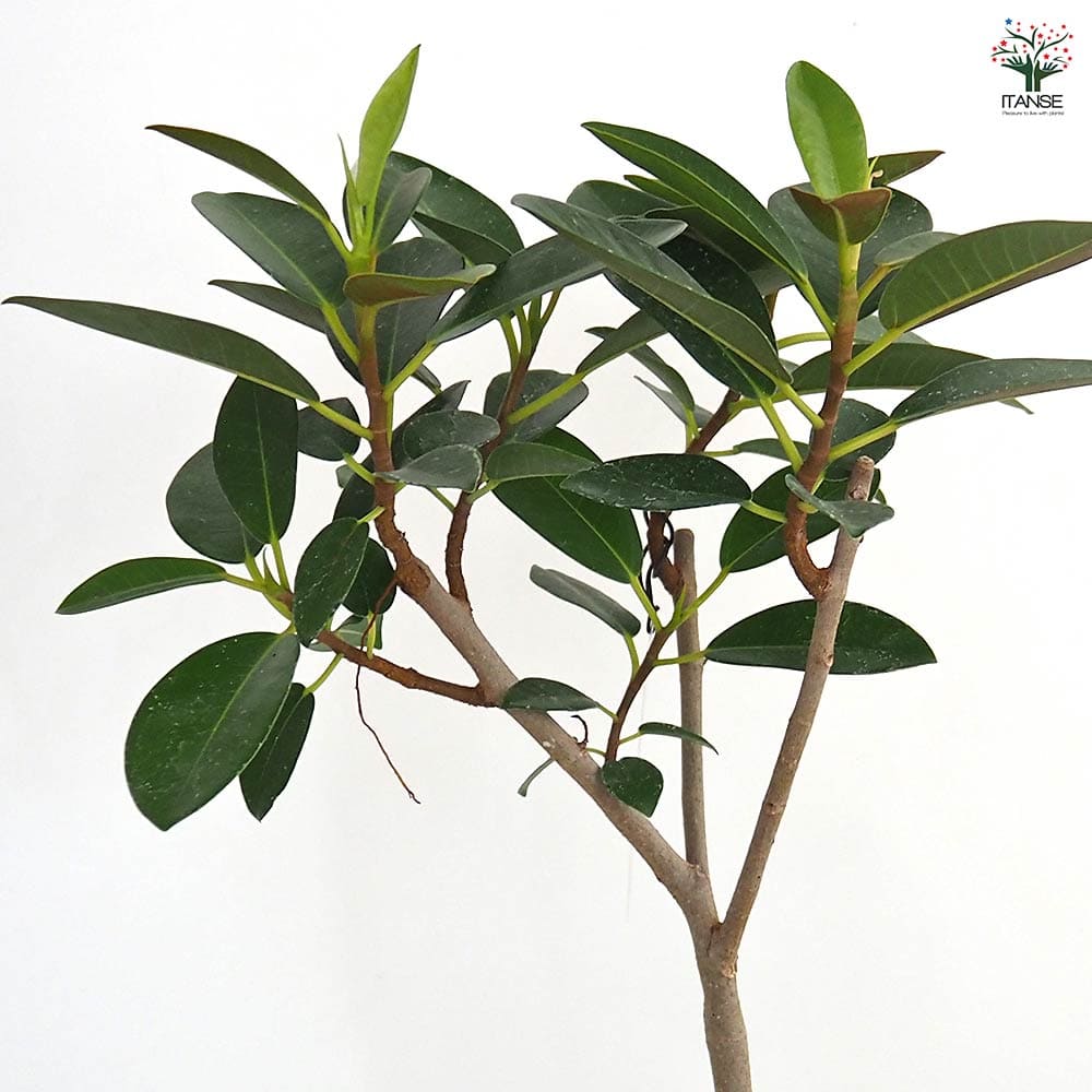 フランスゴム 【観葉植物 3.5号】