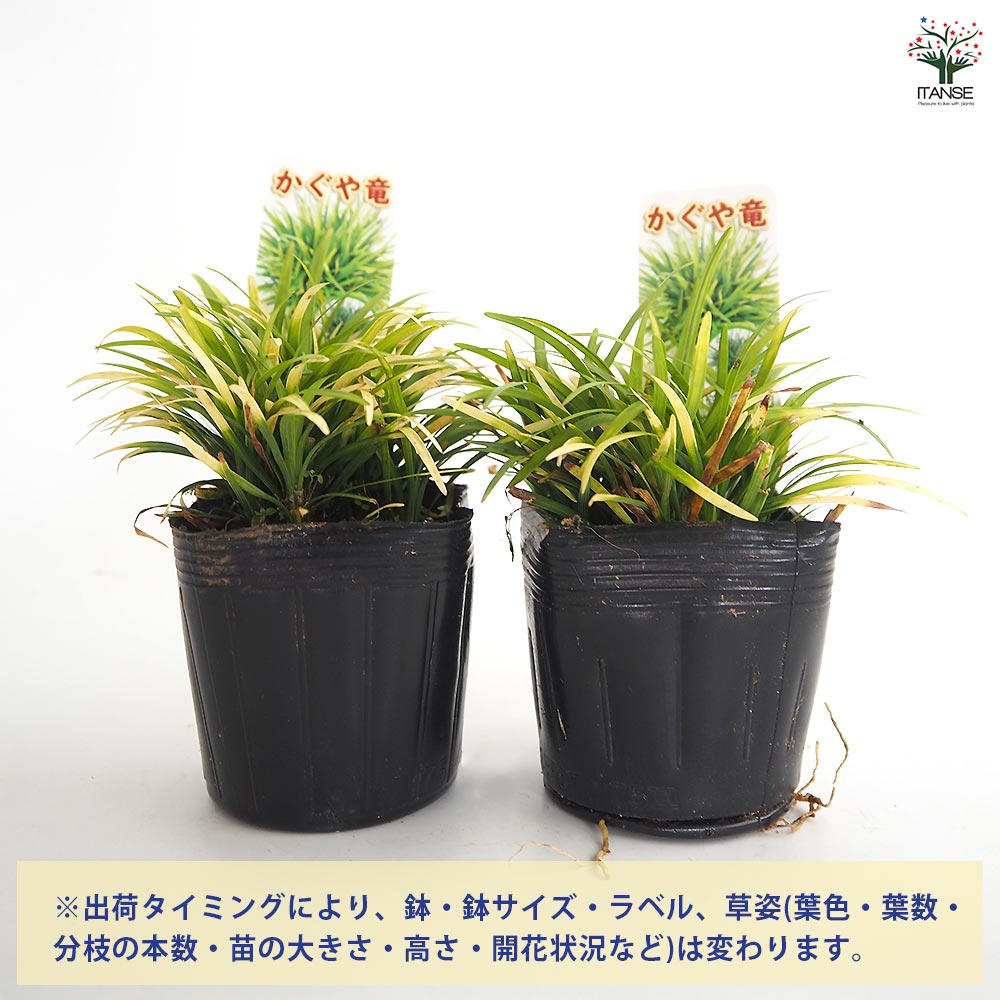 ヒカゲノカズラ　　キューピット様 12月1日開催『キューピット・パラサイト』単独イベントの告知PVが公開