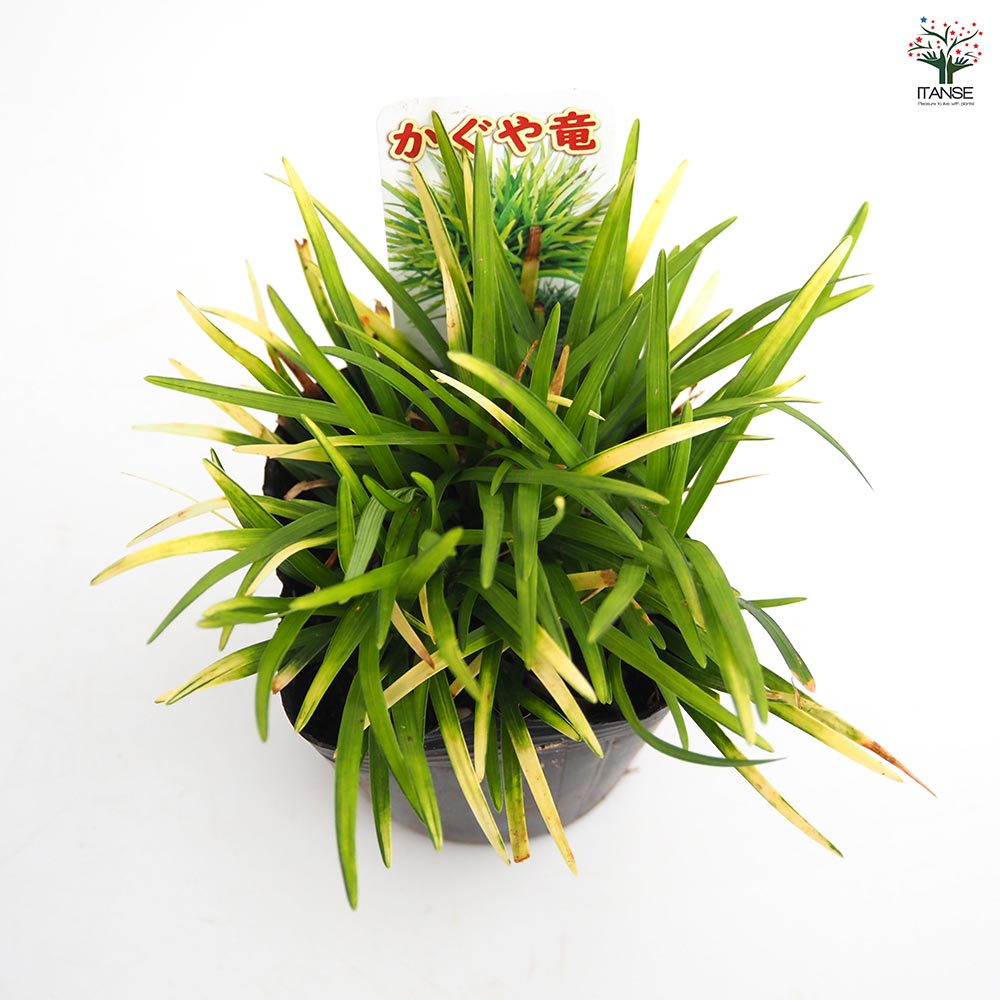 ヒカゲノカズラ　　キューピット様 ピカキュウ ニッサン キューブ (Z11系 前/中期) 対応 LED バルブ