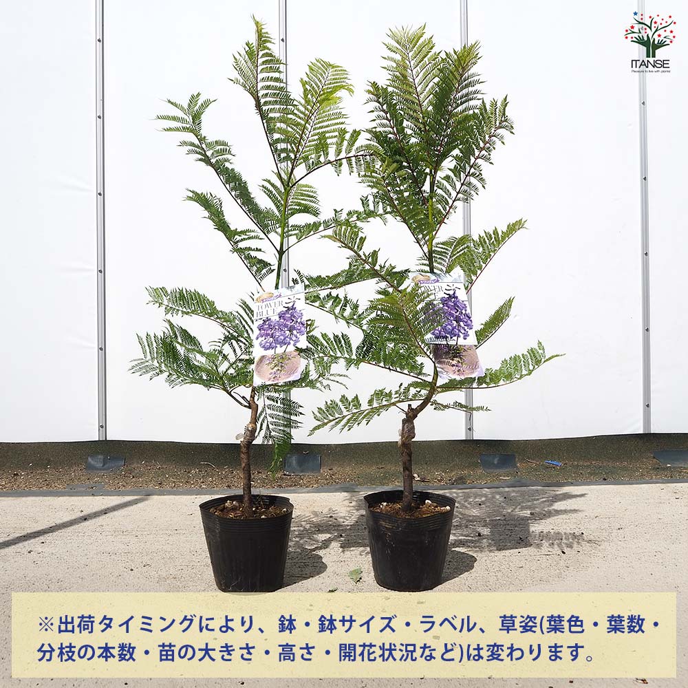 ジャカランダ(ジャカランタ) タワーブルー 【花木苗 5号／1個売り