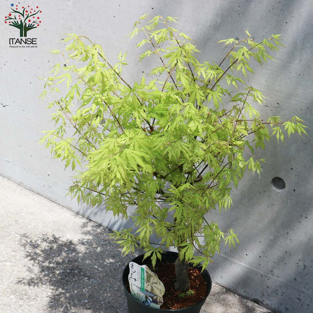 春もみじサマーゴールド6号鉢全長110cm5年もの 春もみじサマーゴールド6号鉢全長110cm5年もの