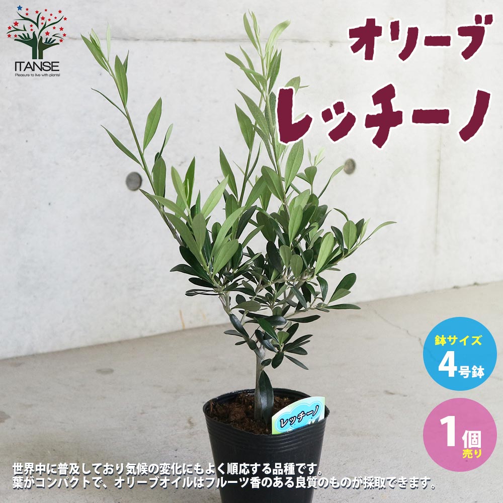 オリーブの苗木 品種：レッチーノ【果樹の苗木4号ポット苗／1個売り