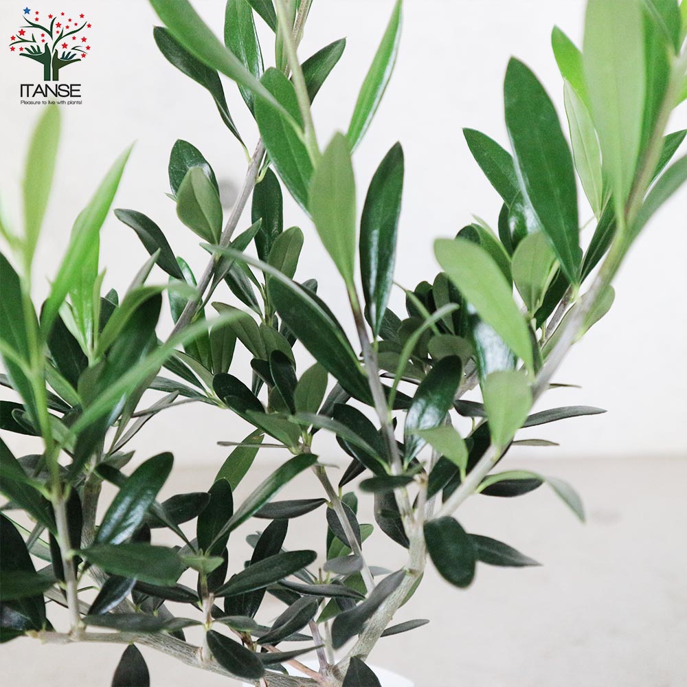 オリーブの苗木 品種：レッチーノ【果樹の苗木4号ポット苗／1個売り