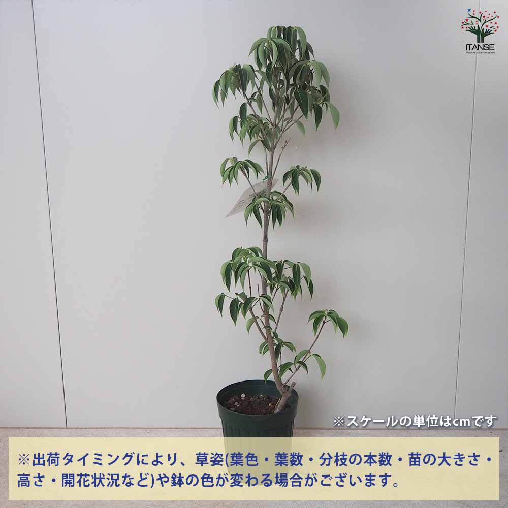 白花ヤマボウシ 【庭木 5～6号ポット苗／1個売り】｜ 【植物の