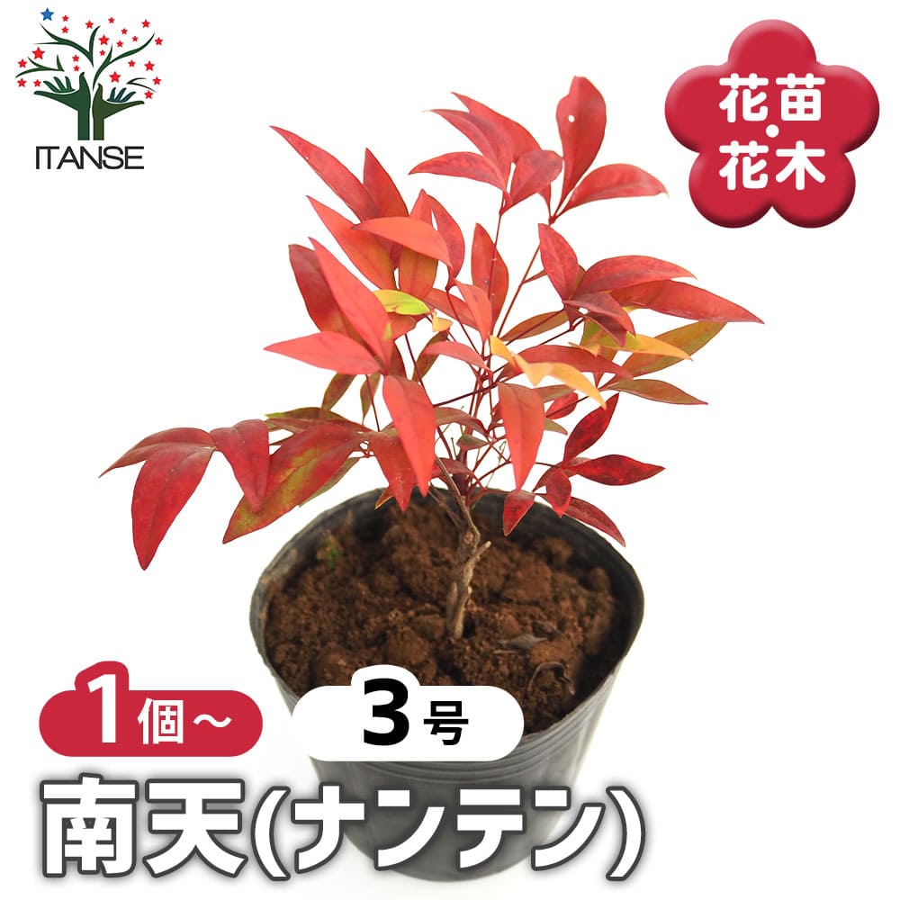 南天 【花木苗 3号】｜ 【植物のITANSE】全品送料無料・即出荷!
