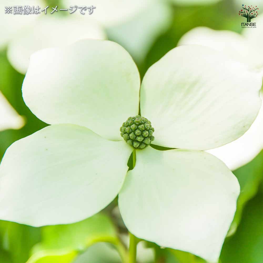 白花ヤマボウシ・接ぎ木　大株／樹高 約 70 ㌢ 白花ヤマボウシ・接ぎ木 大株／樹高 約 70 ㌢